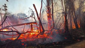 Incendios forestales en Bolivia