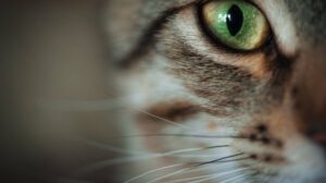 Cámara con visión como la de los gatos