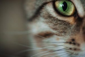 Cámara con visión como la de los gatos