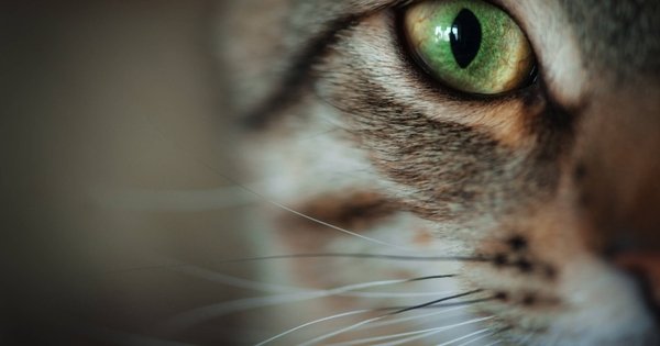 Cámara con visión como la de los gatos