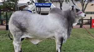 Catalina FIV récord nacional producción lechera