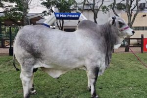 Catalina FIV récord nacional producción lechera