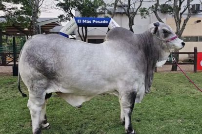 Catalina FIV récord nacional producción lechera