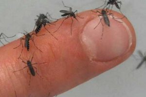 Contagios de dengue en Cochabamba