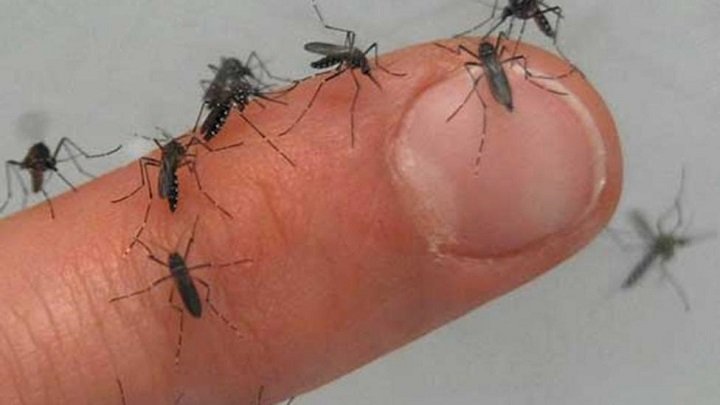 Contagios de dengue en Cochabamba