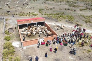 Productividad de camélidos en Bolivia