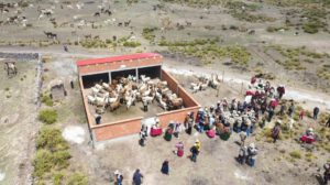 Productividad de camélidos en Bolivia