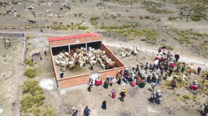 Productividad de camélidos en Bolivia