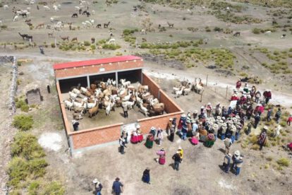 Productividad de camélidos en Bolivia
