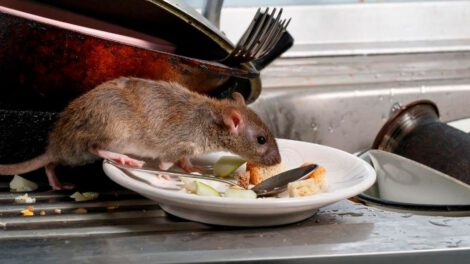 roedores y patógenos