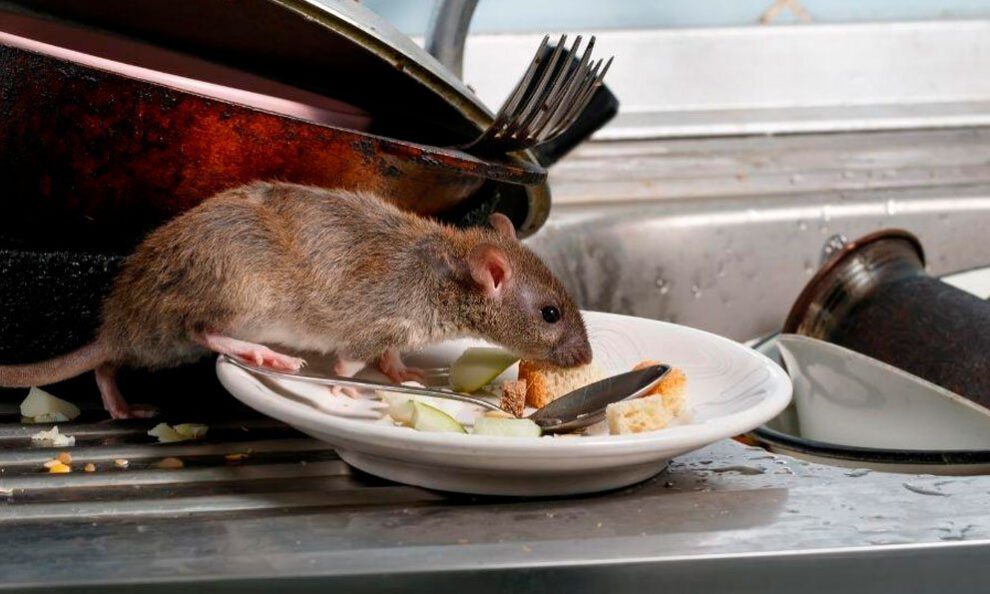 roedores y patógenos