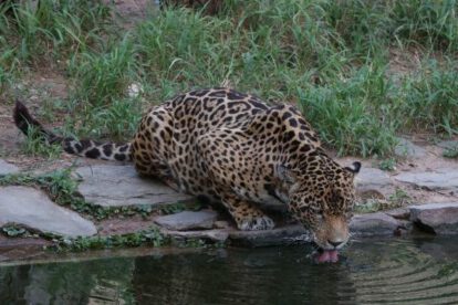 Crisis ambiental jaguares en Bolivia