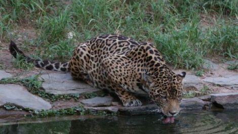 Crisis ambiental jaguares en Bolivia