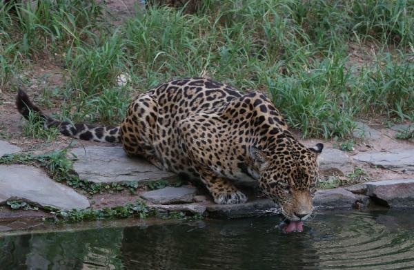 Crisis ambiental jaguares en Bolivia