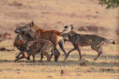 Nueve niños muertos en India por ataques atribuidos a lobos