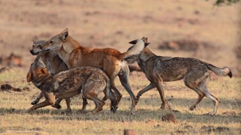 Nueve niños muertos en India por ataques atribuidos a lobos