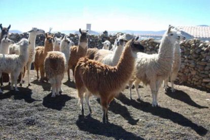 Productores de camélidos enfrentan falta de proyectos para garantizar agua y forraje