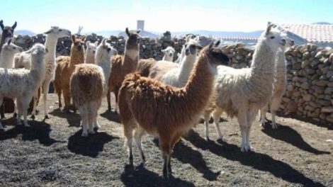 Productores de camélidos enfrentan falta de proyectos para garantizar agua y forraje