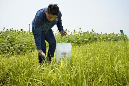 Consumo de urea en Santa Cruz