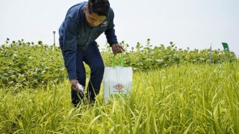 Consumo de urea en Santa Cruz