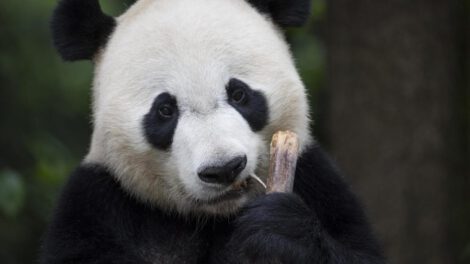 Células madre de pandas gigantes en investigación científica