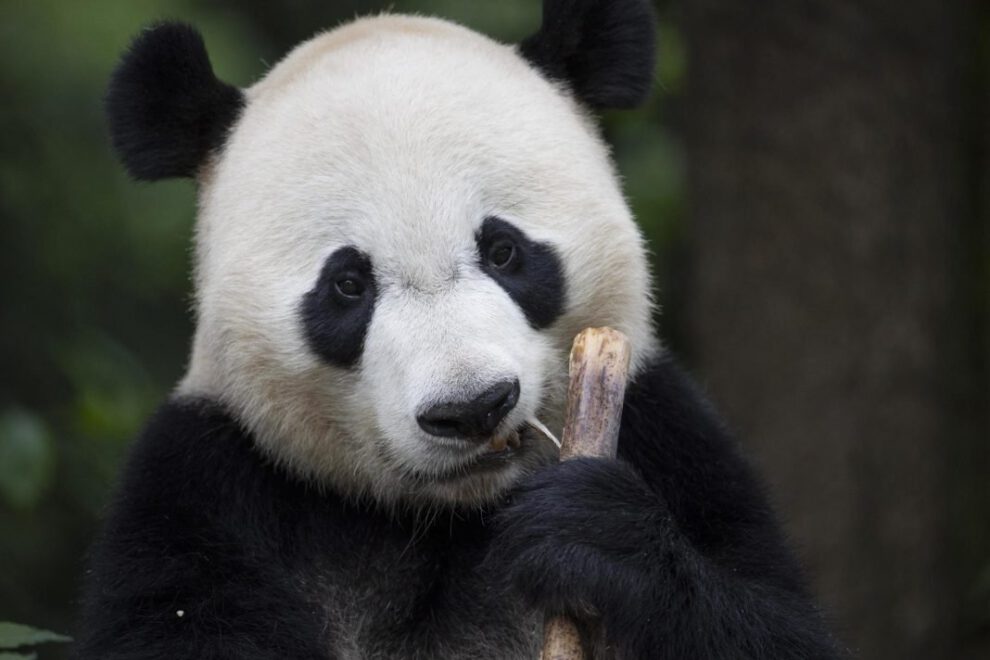 Células madre de pandas gigantes en investigación científica