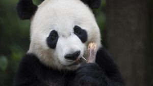 Células madre de pandas gigantes en investigación