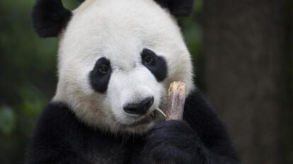 Células madre de pandas gigantes en investigación