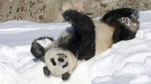 Devolución de pandas a China