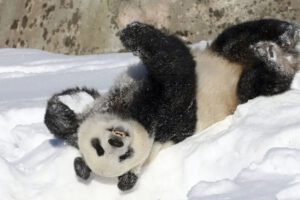 Devolución de pandas a China