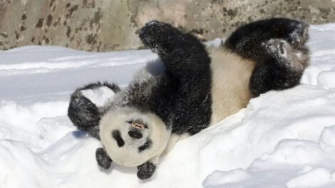 Devolución de pandas a China