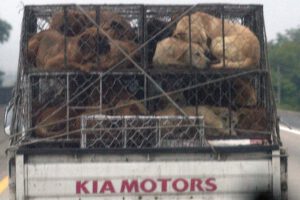 Cierre de negocios de carne de perro en Corea del Sur