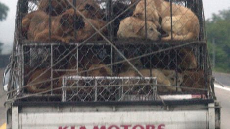 Cierre de negocios de carne de perro en Corea del Sur