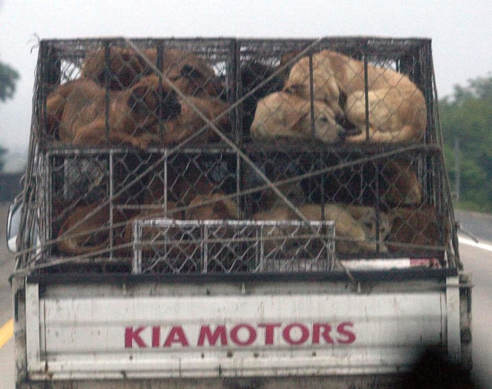 Cierre de negocios de carne de perro en Corea del Sur