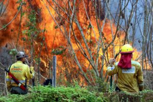 Incendios forestales en Bolivia superan capacidad de respuesta