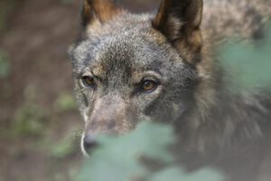 Cambio de estatus del lobo en la Unión Europea