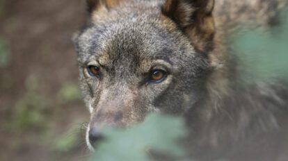 Cambio de estatus del lobo en la Unión Europea