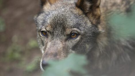 Cambio de estatus del lobo en la Unión Europea
