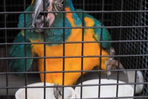 Repatriación de parabas Barba Azul desde EE.UU.