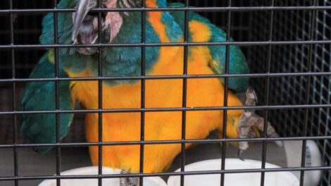 Repatriación de parabas Barba Azul desde EE.UU.