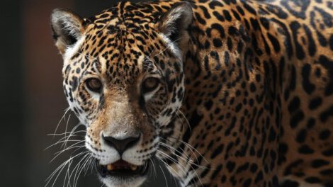 Jaguares en bioparque Vesty Pakos en La Paz