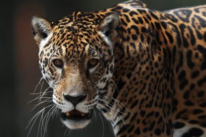 Jaguares en bioparque Vesty Pakos