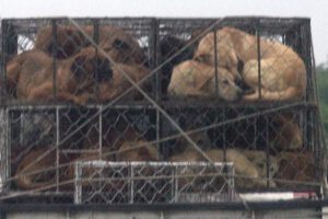 Cierre de granjas de perros en Corea del Sur