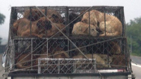 Cierre de granjas de perros en Corea del Sur