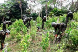 Erradicación de cultivos de coca en Bolivia