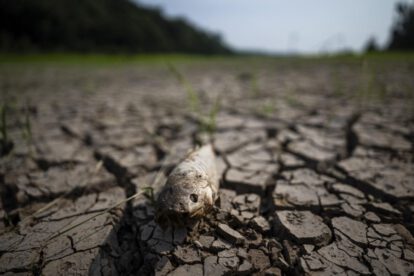 Fotografía de un pez muerto en el lago Puraquequara, reflejando la sequía en Brasil