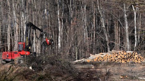 Ley contra la deforestación en la Unión Europea