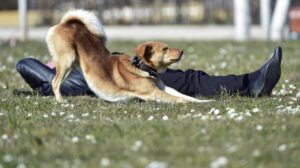 Ralentizar el habla para conectar con los perros