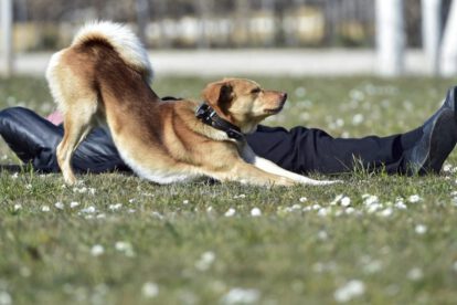 Ralentizar el habla para conectar con los perros