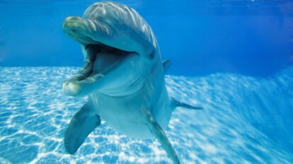 Delfines y su sonrisa en el juego social